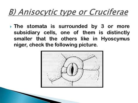 Types of stomata