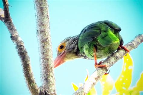 Lesser Sundas Birding D N Explore Iso Indonesia