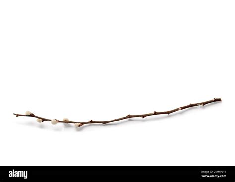 Pussy Willow Branch Isolated On White Background Stock Photo Alamy