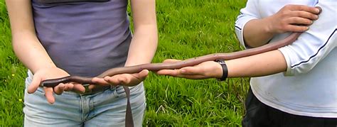 Giant Gippsland Earthworm – South Gippsland Water