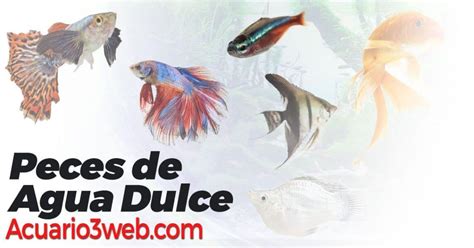 Tipos De Peces De Agua Dulce Para Acuario Nombres Y Fotos Mascotario