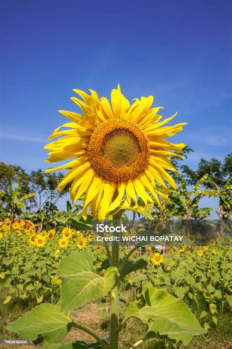 Bunga Matahari Bidang Bunga Matahari Mekar Di Langit Biru Latar