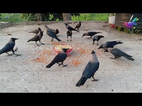 Best Ever 4k UHD Video Of Crow Birds Huge Numbers Of Crows Crowing