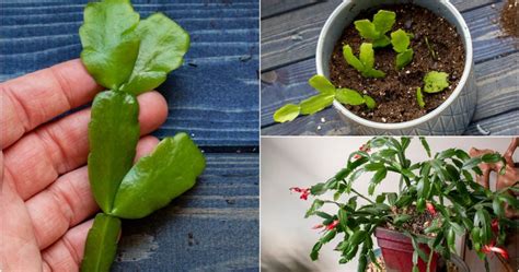 How To Propagate Christmas Cactus From Cuttings At Home Best Slimming World