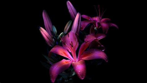 Dark Dancers Lily 4