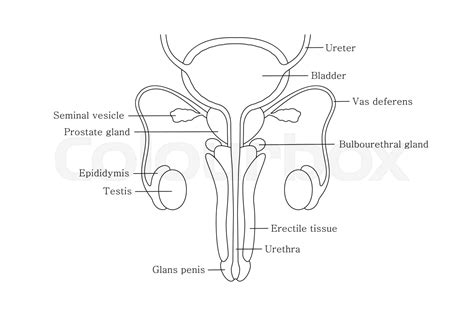 Male Reproductive System Front View Diagram