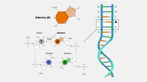 O Que É Adenina - Definicao De Adenina DNA: Resumo, Função, Estrutura, Composição,