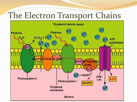 PPT - PHOTOSYNTHESIS PowerPoint Presentation, free download - ID:4402169