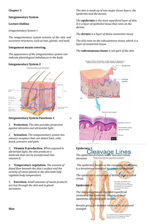 Chapter-5- Integumentary - Chapter 5 Integumentary System Lecture