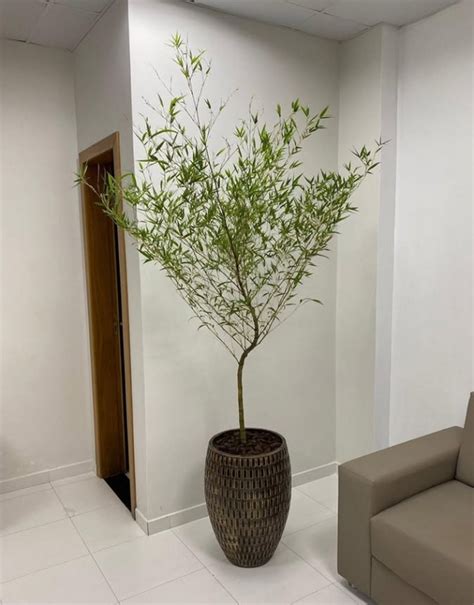Bambu Mosso Como Cuidar - Bambu Mossô: +25 Fotos Magníficas, Preços e Como Cuidar!