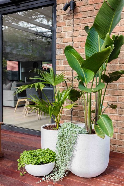 Best Low Maintenance Potted Plants at Sara Sugerman blog