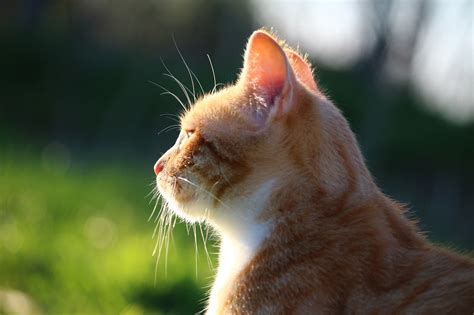 Kočka Kotě Červená Tygrovaná · Fotografie zdarma na Pixabay