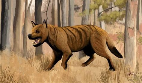 Bone Crushing Dogs Borophagidae Rpleistocene