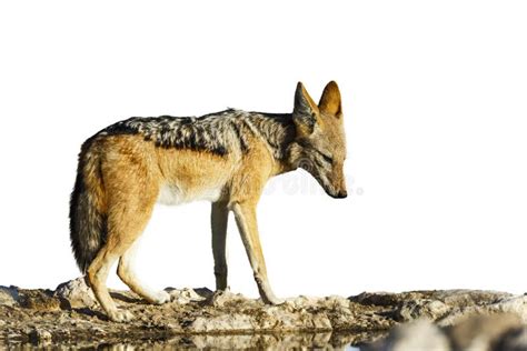 Chacal Con Respaldo Negro En El Parque Transfronterizo De Kgalagadi