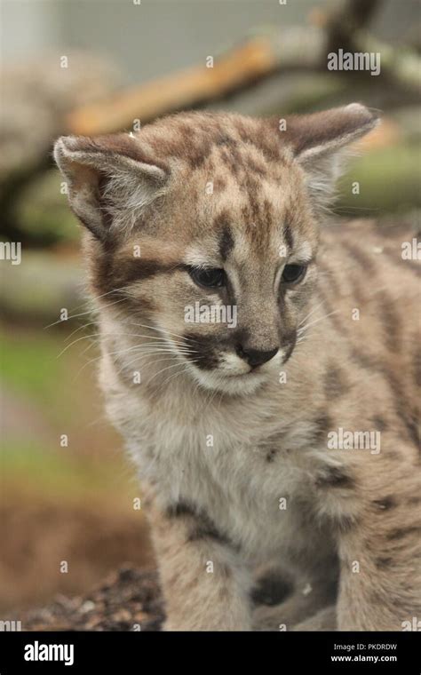 Mountain Lion Cub Stock Photo Alamy