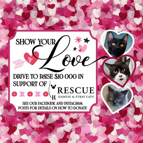 Pet owners react to South Park Animal Hospital service speed 27