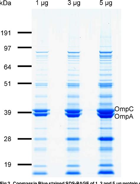 Figure From Production Of A Shigella Sonnei Vaccine Based On