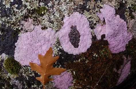 Pink Lichen Bogong Village Vic Australia Phunnyfotos Flickr