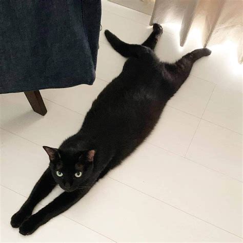 Pecoねこ部さんのインスタグラム写真 Pecoねこ部instagram「lovemriku「黒ネコ感謝の日」 黒だから見つけ