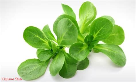 Салат Айсберг с фасолью - Вкусно - это просто. - Страна Мам