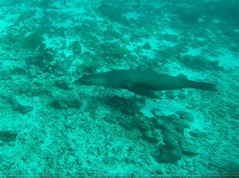 Sea Lion The Naked Canadian