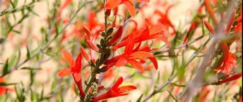 Bursting Into Color Plant Selection Placement And Care With Texas