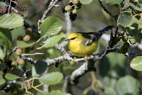 Blue Winged Warbler Male By Jackie B Elmore Jef Flickr