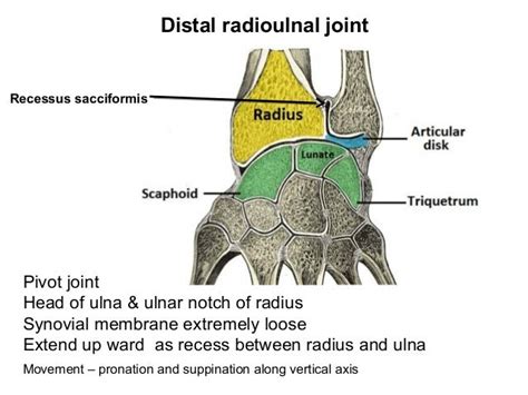 Visual Anatomy 視覚解剖学