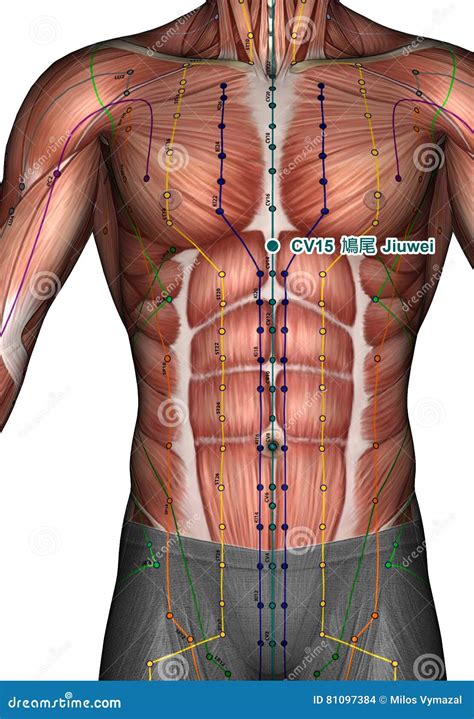 Acupuncture Point St44 Neiting Stomach Meridian Stock Photography