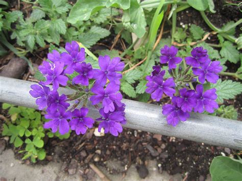 plantnursery | Verbena homestead Purple