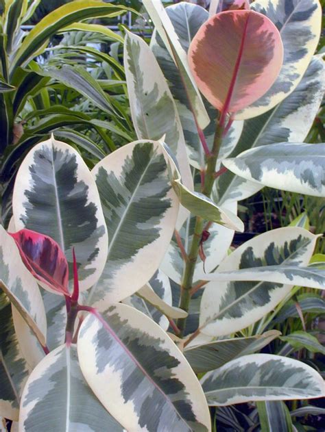 indoor plants tropical tree  ella gatliff blog