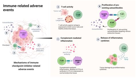 Endocrine Effects Of Immune Checkpoint Inhibitors My Endo Consult