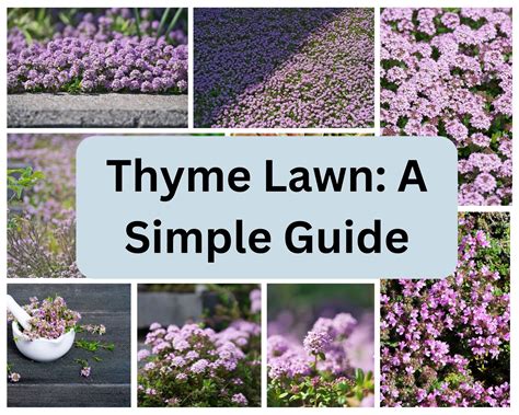 Thyme Lawn A Simple Guide On Growing And Maintaining A Drought