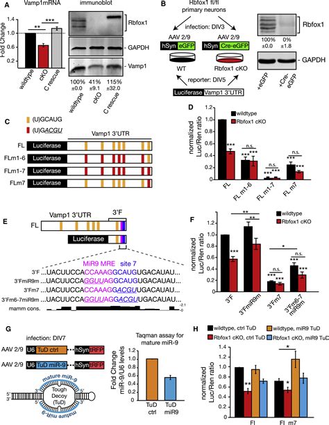 Rbfox1 Regulates Synaptic Transmission Through The Inhibitory Neuron