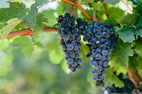 grapevines  pruned novabackyard