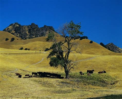 What Kind of Habitat Do Cows Live In? | Animals - mom.me