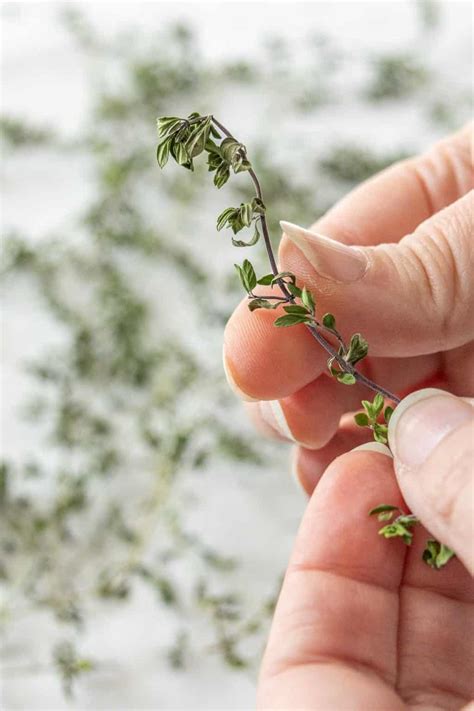 How to Dry Thyme - stetted