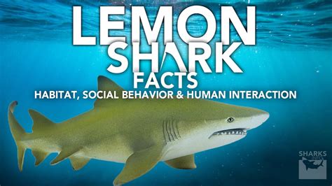 Lemon Shark Facts Habitat Social Behavior And Human Interaction