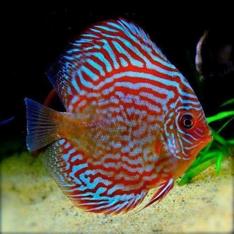 Jual Discus Red Tourqouise 1 Inch Kota Depok 12 Rabiul Awal Tokopedia