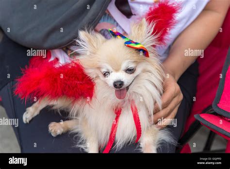 Chien Pomeranian avec drapeau arc en ciel gay gay pride parade à Toronto Photo Stock Alamy