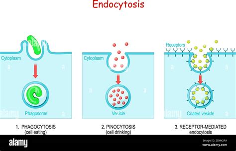 Receptor Mediated Endocytosis Micrograph