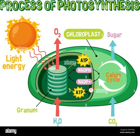 Diagram of Photosynthesis for biology and life science education illustration Stock Vector Image ...