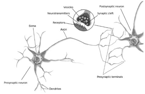 Presynaptic Neuron Vs Postsynaptic Neuron