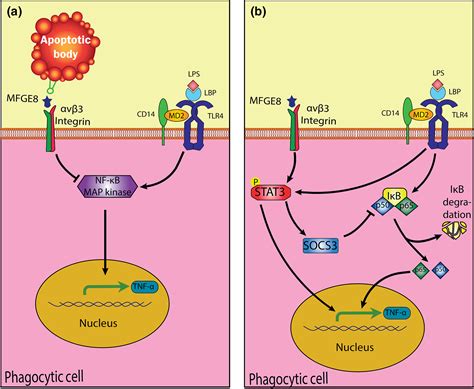 Efferocytosis Molecular Mechanisms And Pathophysiological Perspectives