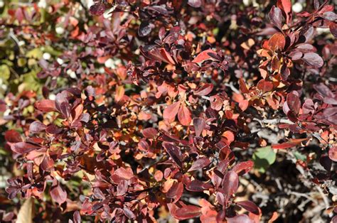 Crimson Pygmy Japanese Barberry
