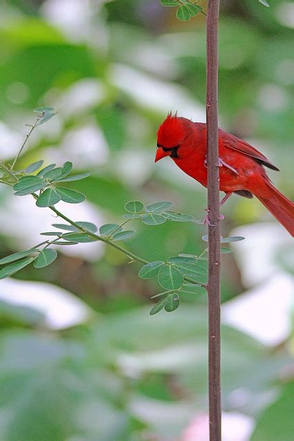 Cardinal Oiseau Nature Photo Gratuite Sur Pixabay Pixabay