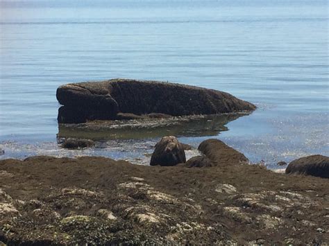 This Rock Looks Like A Whale Pics