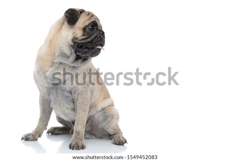 Happy Smiling Pug Sticking Out Tongue Stock Photo 1549452083 Shutterstock