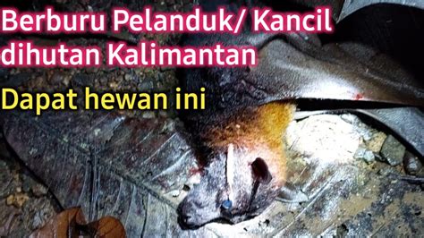 Berburu Pelanduk Kancil Dihutan Kalimantan Ketemunya Hewan Ini YouTube