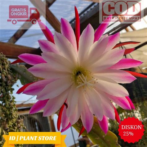 Jual Cod Tanaman Hias Wijaya Kusuma Rainbow Wijayakusuma Epiphyllum